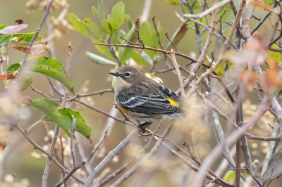 A yellow-rumped warbler in the fall 