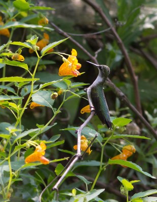 A female hummingbird perched among some jewelweed 