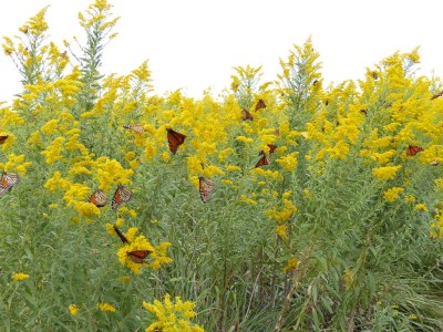 Monarch butterflies on goldenrod 