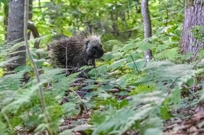 A porcupine on the forest floor 