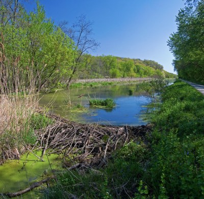 A beaver dam 