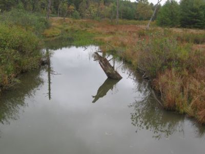 The beaver pond in the wetland area 
