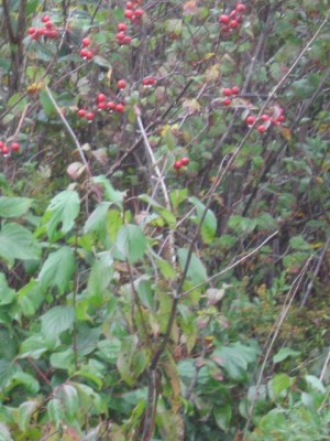 A winterberry growing along the trail 