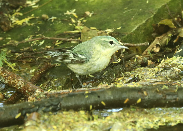 A female cerulean warbler 
