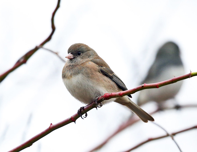 A female dark-eyed junco 