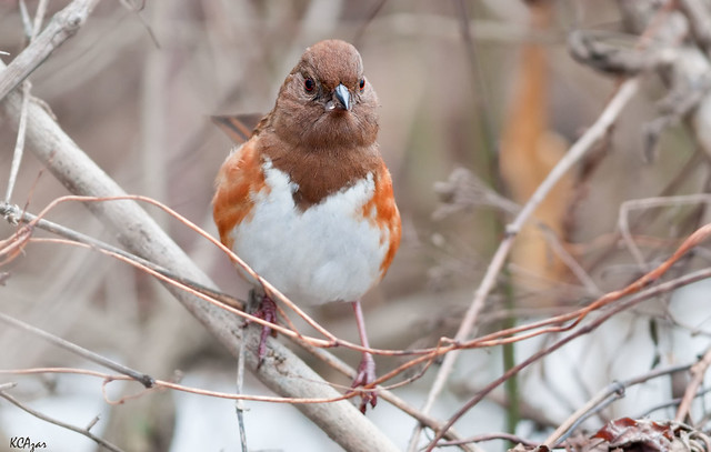 Many female bird species sing but this female eastern towhee also has attitude 
