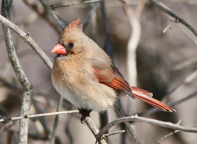 A female northern cardinal in the Codorus State Park, Hanover, PA 