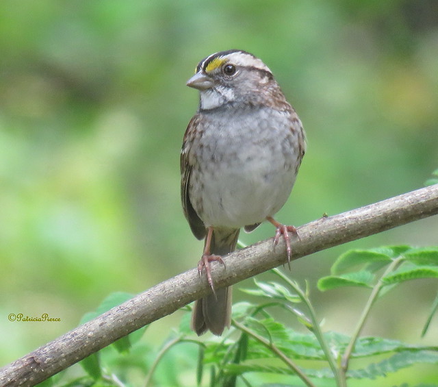 A white-throated sparrow in Alabama