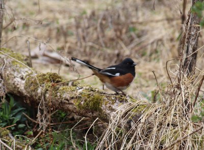 An eastern towhee 