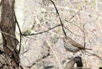 Mark’s photo of a hermit thrush in Plummer’s Hollow