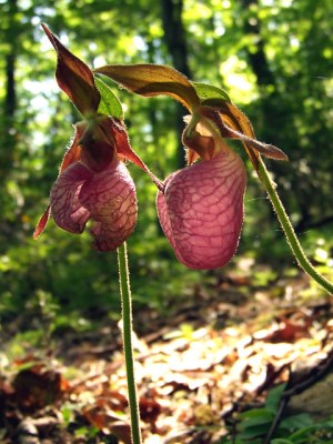 Pink lady’s slippers 