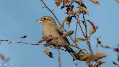 A juvenile northern shrike (Photo by Eric Ellingson on Flickr, Creative Commons license) 