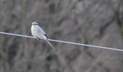 A northern shrike on an electric wire beyond our barn (Photo by Mark Bonta) 