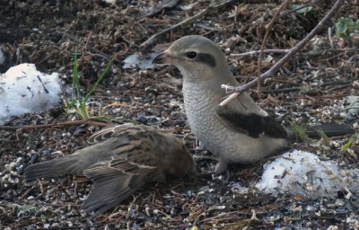 A house sparrow killed by a northern shrike at a bird feeder in North Dakota (Photo by Matt Reinbold on Flickr, Creative Commons license) 