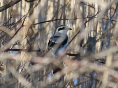 A northern shrike at the John Heinz NWR, Philadelphia (Photo by Brian Henderson on Flickr, Creative Commons license)
