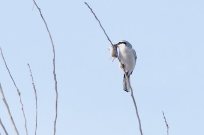 A northern shrike with its prey (Photo by Kelly Colgan Azar on Flickr, Creative Commons license)