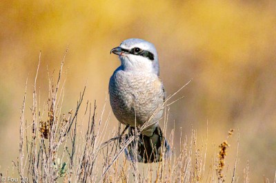 A northern shrike in British Columbia (Photo by Murray Foubister on Flickr, Creative Commons license) 