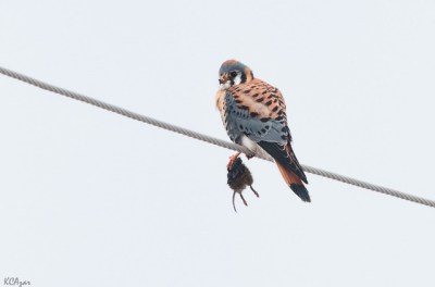 American kestrel in Chester County, PA (Photo taken in February 2012 by Kelly Colgan Azar, on Flickr, Creative Commons license)