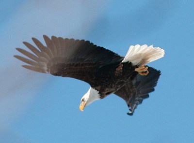 Bald eagle in Hanover, PA (Photo taken in February 2007 by Henry T. McLin, on Flickr, Creative Commons license)