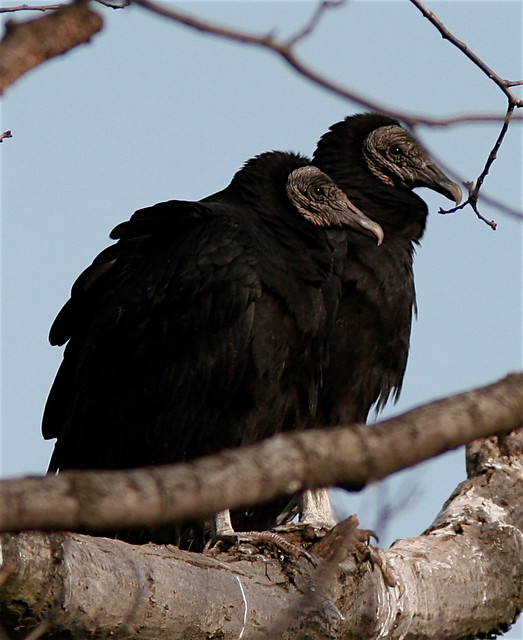 Counting Raptors in&nbsp;Mid-Winter