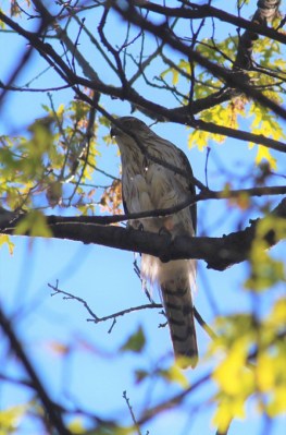 Cooper’s hawk in Plummer’s Hollow (Photo taken in May 2020 by Mark Bonta)