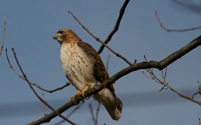 A red-tailed hawk in Hanover, PA (Photo taken in February 2008 by Henry T. McLin, on Flickr, Creative Commons license)