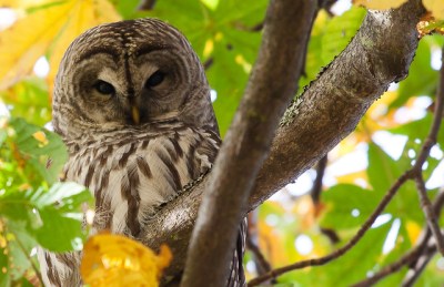 A barred owl (Photo by M.E. Sanseverino on Flickr, Creative Commons license) 