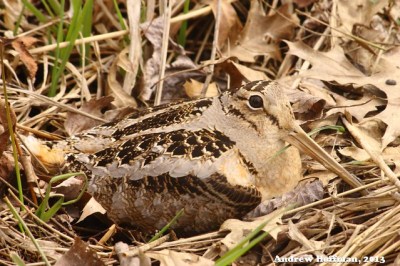 A nesting female woodcock (Photo by Andrew Hoffman on Flickr, Creative Commons license) 