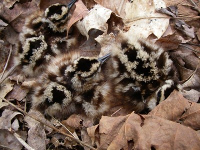 Woodcock chicks (Photo by Jerry Schoen on Flickr, Creative Commons license)