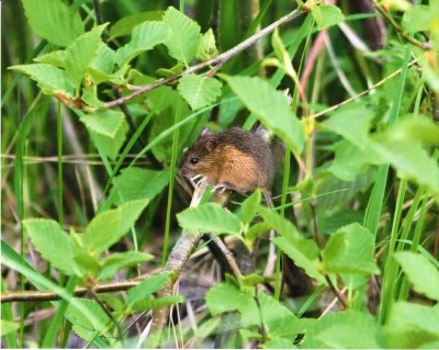 A meadow jumping mouse (Photo by the Seney Natural History Association on Flickr, Creative Commons license) 