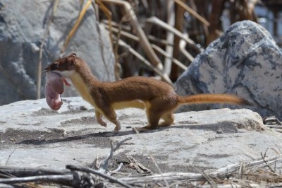 An adult weasel carrying its infant (Photo by USFWS Mountain-Prairie on Flickr, Creative Commons license) 
