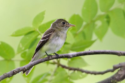 An Acadian flycatcher (Photo by Kelly Colgan Azar on Flickr, Creative Commons license)