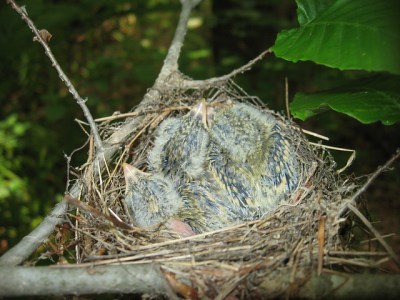 Acadian flycatcher babies in nest (Photo by Brian Henderson on Flickr, Creative Commons license) 