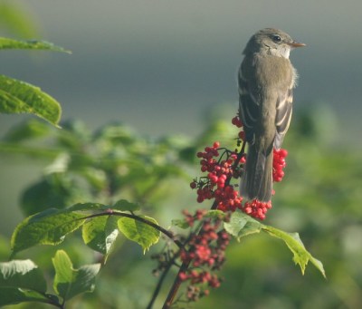 An alder flycatcher on elderberry (Photo by Caleb Stemmons on Flickr, Creative Commons license)