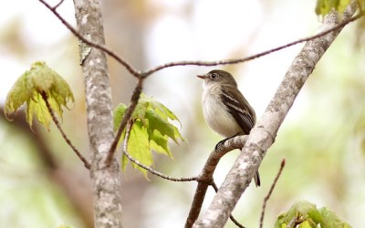 A least flycatcher (Photo by Fyn Kynd on Flickr, Creative Commons license)