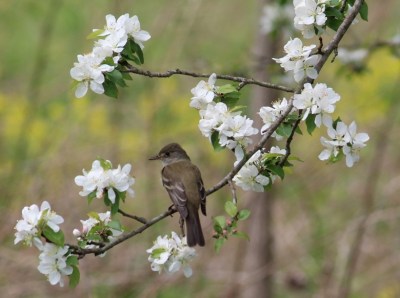A willow flycatcher (Photo by Mark Bonta) 