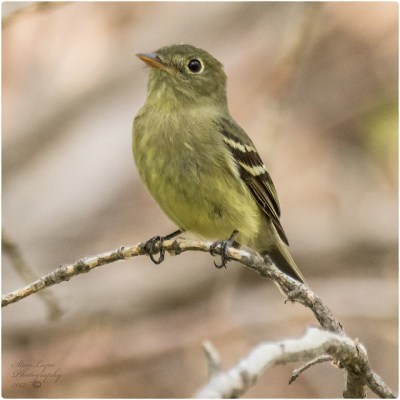 A yellow-bellied flycatcher (Photo by Stan Lupo on Flickr, Creative Commons license) 