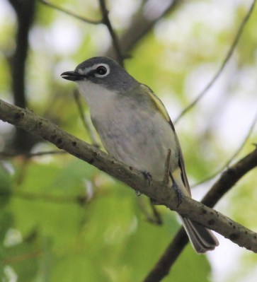 A blue-headed vireo in Plummer’s Hollow (Photo by Mark Bonta)