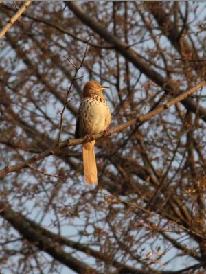 A brown thrasher in Plummer’s Hollow (Photo by Mark Bonta)