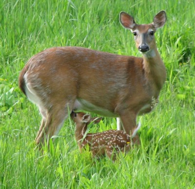 A fawn nursing (Photo by James St. John on Flickr, Creative Commons license)