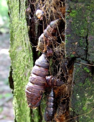Dave’s photo of gypsy moth cocoons (On Flickr)