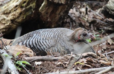A hen turkey on her nest (Photo by Mark) 