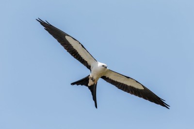 A swallow-tailed kite in flight (Photo by Andy Morffew on Flickr, Creative Commons license)