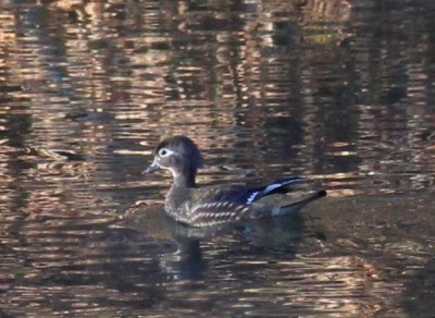 A female wood duck on our vernal pond (Photo by Mark)