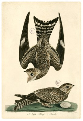 Nighthawk courtship flight, illustrated by Alexander Wilson in 1829