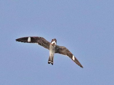 A common nighthawk flying (Photo by Kenneth Cole Schneider on Flickr, Creative Commons license)