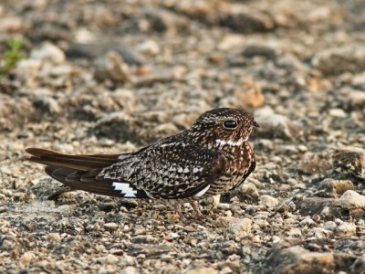 A common nighthawk on the ground (Photo by Kenneth Cole Schneider on Flickr, Creative Commons license)