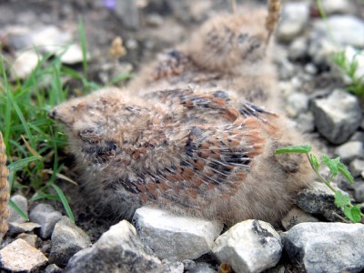 Common nighthawk young in their nest (Photo by Clinton & Charles Roberts on Flickr, Creative Commons license)