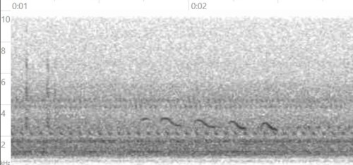 Greater yellowlegs flight call detected twice in early November 2020. Series of five notes around three kilohertz, lasting 800 milliseconds total (Image by Mark Bonta)