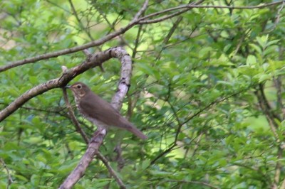 A Swainson’s thrush (Photo by Mark Bonta taken in Plummer’s Hollow) 
